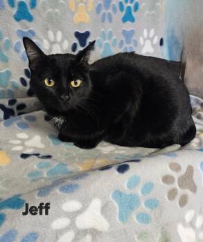 Domestic Short Hair Cats Available for Adoption - Jeff | PetCurious