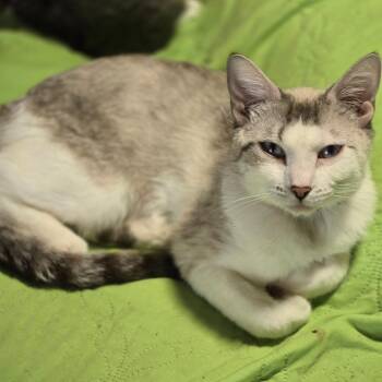Domestic Short Hair Cats Available for Adoption in Grantsville, Utah - Tess | PetCurious
