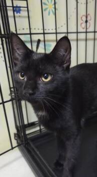 Onyx Shewman (sweet brother to Coraline) -  Domestic Short Hair Cat for Adoption in Stowe, Pennsylvania - Onyx Shewman (sweet Brother To Coraline) | PetCurious