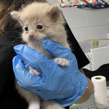Domestic Short Hair Cats Available for Adoption in Summerville, South Carolina - Rolling Loud | PetCurious