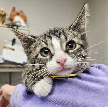 FLOUNDER -  Domestic Short Hair Cat for Adoption in St. Louis, Missouri - FLOUNDER | PetCurious