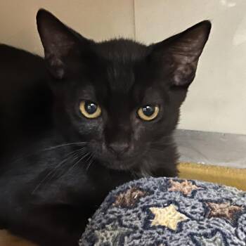 Quirky 54320 -  Domestic Short Hair Cat for Adoption in Las Vegas, Nevada - Quirky 54320 | PetCurious