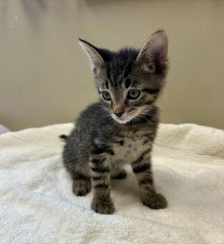 Caspian -  Domestic Short Hair Cat for Adoption in Fishers, Indiana - Caspian | PetCurious