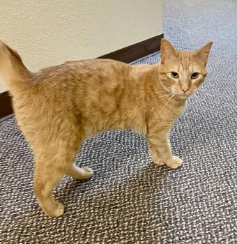 Domestic Short Hair and Tabby Cats Available for Adoption - Briley | PetCurious