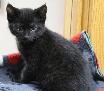 Boxcar Willy -  Domestic Short Hair Cat for Adoption in Portage, Wisconsin - Boxcar Willy | PetCurious