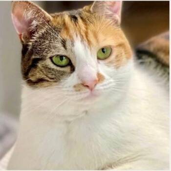 Ginger -  Domestic Medium Hair Cat for Adoption in West Palm Beach, Florida - Ginger | PetCurious
