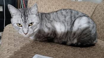 Domestic Short Hair Cats Available for Adoption in Lancaster, California - Paulina | PetCurious
