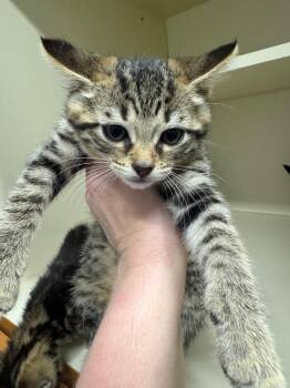 Road -  Domestic Short Hair Cat for Adoption in Bloomington, Indiana - Road | PetCurious