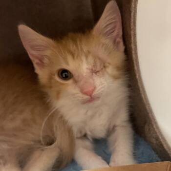 Nashville -  Domestic Short Hair Cat for Adoption in Norman, Oklahoma - Nashville | PetCurious