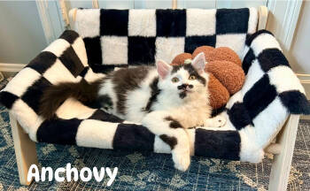 Rescue Domestic Long Hair Cats for Adoption in Fishers, Indiana - Anchovy | PetCurious