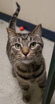 Domestic Short Hair Cats Available for Adoption - Nini | PetCurious