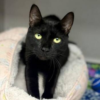 Adaline -  Domestic Short Hair Cat for Adoption in Atlanta, Georgia - Adaline | PetCurious