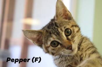 Chili and Pepper -  Domestic Short Hair Cat for Adoption in Weaverville, California - Chili And Pepper | PetCurious