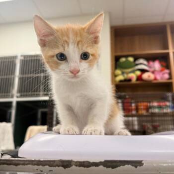 110192 -  Domestic Short Hair Cat for Adoption in Las Cruces, New Mexico - 110192 | PetCurious