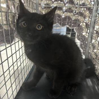 Galactus -  Domestic Short Hair Cat for Adoption in Newark, New Jersey - Galactus | PetCurious