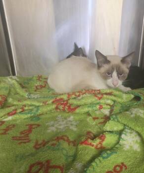 Moonlight -  Domestic Short Hair and Siamese Cat for Adoption in Cleveland, Tennessee - Moonlight | PetCurious