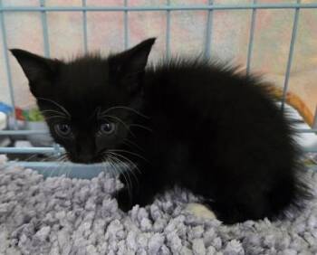 Jan -  Domestic Short Hair Cat for Adoption in Gainesville, Florida - Jan | PetCurious