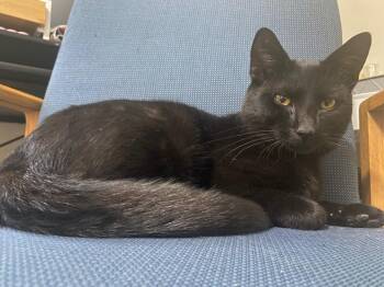 Domestic Short Hair Cats Available for Adoption in Rutherfordton, North Carolina - Ozzy (Courtesy Post) | PetCurious