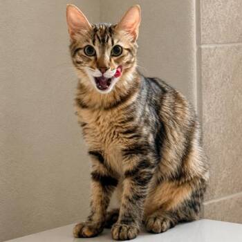 Tiana -  Domestic Short Hair Cat for Adoption in Houston, Texas - Tiana | PetCurious