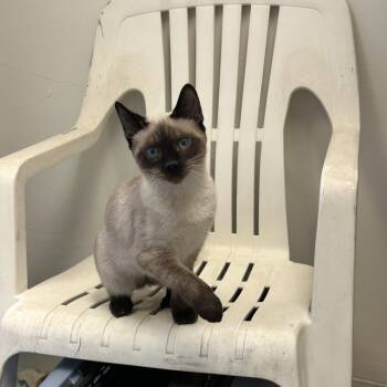 Rescue Domestic Short Hair Cats for Adoption in Anchorage, Alaska - Marie, Momma Lyra, Hercules & Marcel | PetCurious