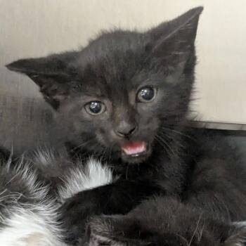 Vader -  Domestic Short Hair Cat for Adoption in Shinnston, West Virginia - Vader | PetCurious