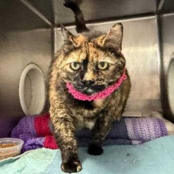 Cashmere -  Domestic Short Hair Cat for Adoption in New York, New York - Cashmere | PetCurious