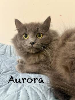 Domestic Medium Hair Cats Available for Adoption - Aurora | PetCurious