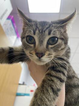 Tiger -  Domestic Short Hair Cat Available for Adoption in Hartsville, South Carolina - Tiger | PetCurious
