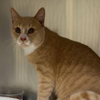 Domestic Short Hair Cats Available for Adoption - Marmalade Man | PetCurious
