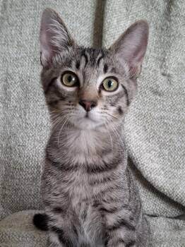 Donnie -  Domestic Short Hair and Tabby Cat for Adoption in Yorba Linda, California - Donnie | PetCurious