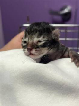 Domestic Short Hair Cats Available for Adoption - 60704941 | PetCurious