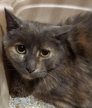 Rescue Domestic Short Hair Cats for Adoption in Columbia, Missouri - MEADOW | PetCurious