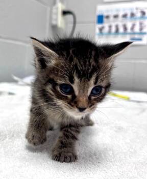 Mr Soil -  Domestic Short Hair Cat for Adoption in Cincinnati, Ohio - Mr Soil | PetCurious