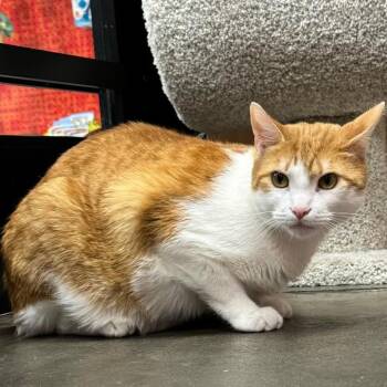 Marly -  Domestic Short Hair Cat Available for Adoption in Cumming, Georgia - Marly | PetCurious