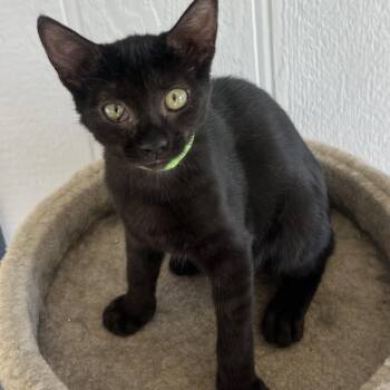 Shadow -  Domestic Short Hair Cat for Adoption in Temecula, California - Shadow | PetCurious