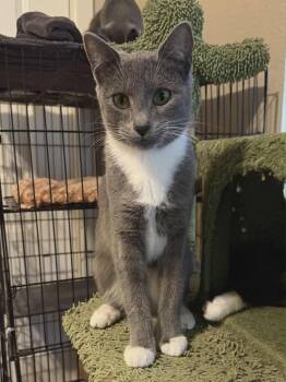 Rescue Domestic Short Hair Cats for Adoption in Gladstone, Oregon - Ash -Tuxedo Litter | PetCurious