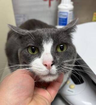 Oliver Twist -  Domestic Short Hair Cat for Adoption in Black Eagle, Montana - Oliver Twist | PetCurious