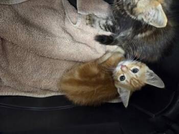 The Great Googly Moogly -  Domestic Short Hair Cat for Adoption in Sacramento, California - The Great Googly Moogly | PetCurious