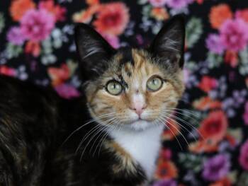 Ukulele -  Calico Cat for Adoption in Lewisburg, Tennessee - Ukulele | PetCurious
