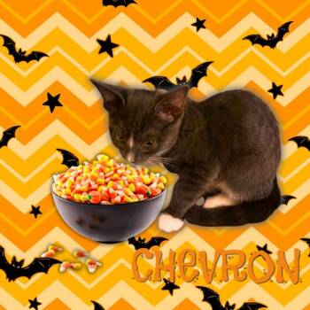 Chevron -  Domestic Short Hair Cat for Adoption in Tempe, Arizona - Chevron | PetCurious