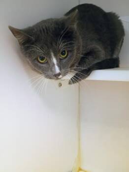 Domestic Short Hair Cats Available for Adoption - Diane | PetCurious