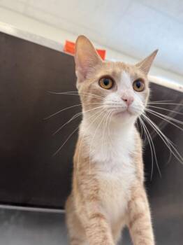 Kelsey -  Domestic Short Hair Cat for Adoption in Hilton Head Island, South Carolina - Kelsey | PetCurious