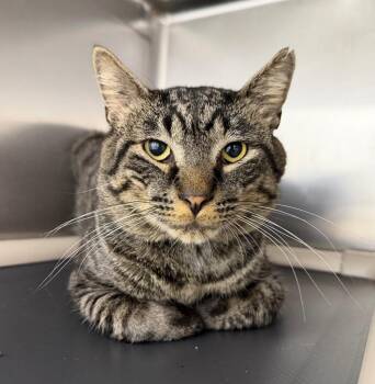 Tabbster -  Domestic Short Hair Cat for Adoption in Pomona, New York - Tabbster | PetCurious