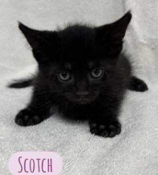 Scotch -  Domestic Short Hair Cat for Adoption in Parma, Ohio - Scotch | PetCurious
