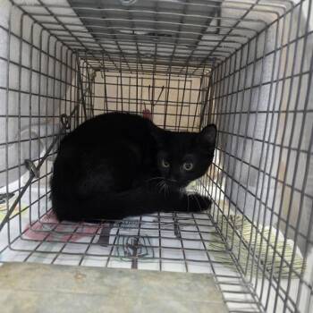 seven -  Domestic Short Hair Cat for Adoption in Des Moines, Iowa - Seven | PetCurious