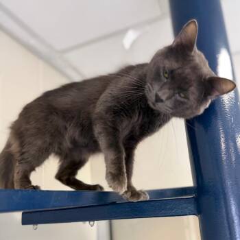 Domestic Medium Hair Cats Available for Adoption in Fairport, New York - Fergus | PetCurious