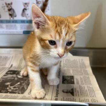 EUSTACE -  Domestic Short Hair Cat for Adoption in San Antonio, Texas - EUSTACE | PetCurious