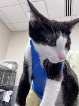 REX -  Domestic Short Hair Cat for Adoption in Las Vegas, Nevada - REX | PetCurious