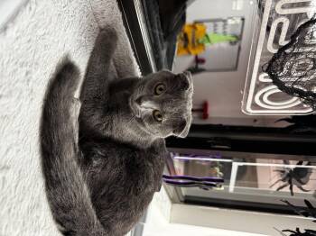 Merida -  Scottish Fold Cat for Adoption in Bethel Park, Pennsylvania - Merida | PetCurious