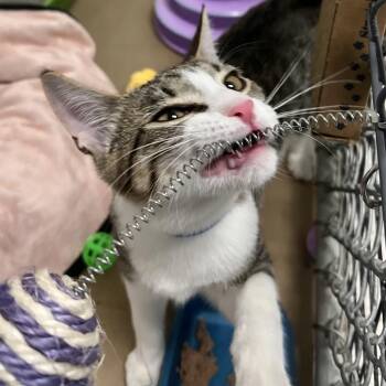 Domestic Short Hair Cats Available for Adoption in New York, New York - Binx | PetCurious